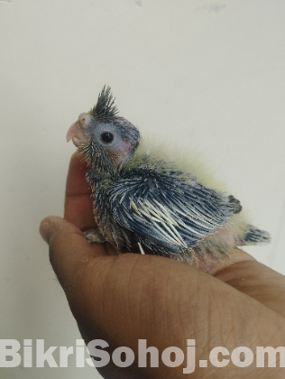 Cockatiel